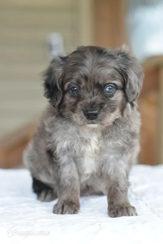 Milo f1b – Cocker Spaniel, Poodle - Toy  puppy for sale in Dayton, OH