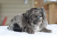 Milo f1b, a male Cocker Spaniel and Poodle - Toy  for sale in Dayton, OH – Photo 7 of 10