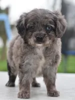Milo f1b, a male Cocker Spaniel and Poodle - Toy  for sale in Dayton, OH – Photo 5 of 10
