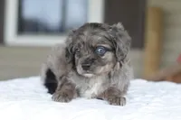 Milo f1b, a male Cocker Spaniel and Poodle - Toy  for sale in Dayton, OH – Photo 2 of 10