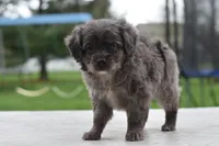 Milo f1b, a male Cocker Spaniel and Poodle - Toy  for sale in Dayton, OH – Photo 8 of 10