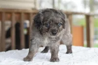 Milo f1b, a male Cocker Spaniel and Poodle - Toy  for sale in Dayton, OH – Photo 4 of 10