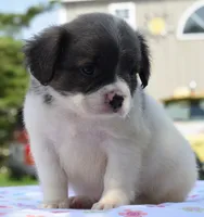 Zoey blue fluffy , a female Boston Terrier and French Bulldog for sale in Dayton, OH – 8 of 10