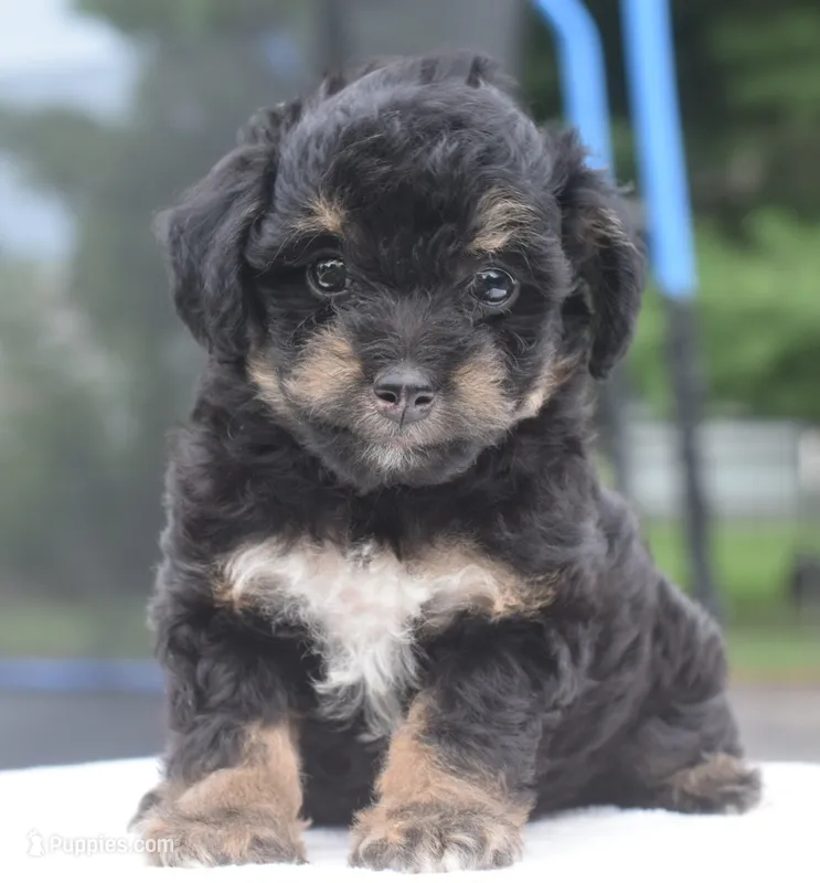 Molly  – Poodle - Toy  puppy for sale in Dayton, OH