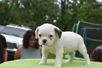 Milo, a male Boston Terrier and French Bulldog for sale in Dayton, OH – 3 of 10
