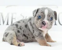 Lux blue eyes merle, a male English Bulldog and Olde English Bulldogge for sale in Dayton, OH – 8 of 10