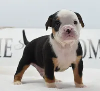 Diesel tri-color Bulldog hybrid , a male English Bulldog and Olde English Bulldogge for sale in Dayton, OH – 5 of 10
