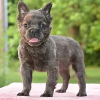 Savanah blue fluffy, a female French Bulldog and Frenchton for sale in Dayton, OH – Photo 4 of 6