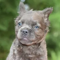 Savanah blue fluffy, a female French Bulldog and Frenchton for sale in Dayton, OH – Photo 3 of 6