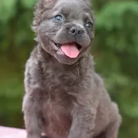 Savanah blue fluffy, a female French Bulldog and Frenchton for sale in Dayton, OH – Photo 6 of 6