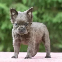 Savanah blue fluffy, a female French Bulldog and Frenchton for sale in Dayton, OH – Photo 5 of 6