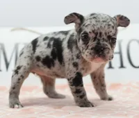 Ruby merle, a female Boston Terrier and French Bulldog for sale in Dayton, OH – 10 of 10