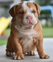 Hercules Bulldog hybrid , a male English Bulldog and Olde English Bulldogge for sale in Dayton, OH – 1 of 10