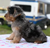 Sapphire blue eyes, a female Yorkipoo and Poodle - Toy  for sale in Dayton, OH – 9 of 10