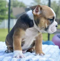 Bruno mini hybrid bulldog, a male English Bulldog and French Bulldog for sale in Dayton, OH – 5 of 8