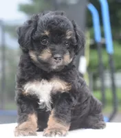 Molly , a female Poodle - Toy  for sale in Dayton, OH – 2 of 10