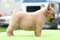 Peanut micro size, a male Boston Terrier and French Bulldog for sale in Dayton, OH – 9 of 10