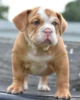 Hercules Bulldog hybrid , a male English Bulldog and Olde English Bulldogge for sale in Dayton, OH – 4 of 10