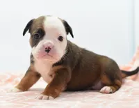 Rosie tricolor hybrid Bulldog , a female English Bulldog and Olde English Bulldogge for sale in Dayton, OH – 5 of 10