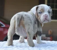 Maggie mini hybrid bulldog, a female English Bulldog and French Bulldog for sale in Dayton, OH – 8 of 10