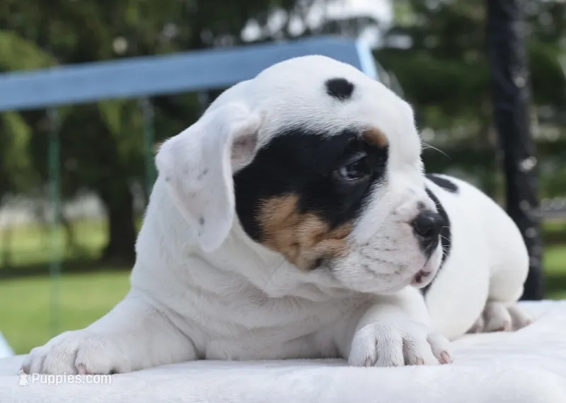 Fiona mini bulldog hybrid  – English Bulldog, French Bulldog puppy for sale in Dayton, OH