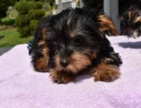 Molly phantom , a female Yorkipoo and Poodle - Toy  for sale in Dayton, OH – 4 of 6