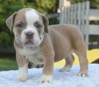 Luna bully hybrid , a female English Bulldog and Olde English Bulldogge for sale in Dayton, OH – 10 of 10