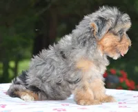Sapphire blue eyes, a female Yorkipoo and Poodle - Toy  for sale in Dayton, OH – 4 of 10