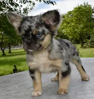 Ruby blue eyes merle fluffy , a female Boston Terrier and French Bulldog for sale in Dayton, OH – 1 of 7