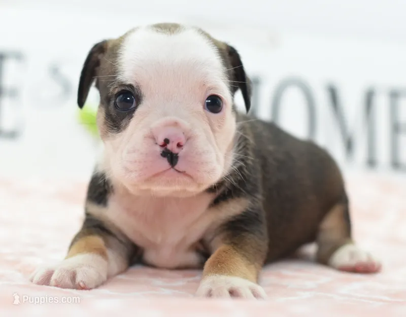 Queen tricolor Bulldog hybrid  – English Bulldog, Olde English Bulldogge puppy for sale in Dayton, OH