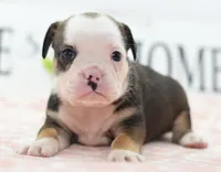 Queen tricolor Bulldog hybrid , a female English Bulldog and Olde English Bulldogge for sale in Dayton, OH – 2 of 10