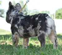 Duece fluffy lilac tan, a male French Bulldog for sale in Dayton, OH – Photo 2 of 5