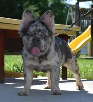 Duece fluffy lilac tan, a male French Bulldog for sale in Dayton, OH – Photo 5 of 5
