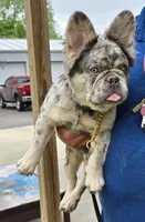 Duece fluffy lilac tan, a male French Bulldog for sale in Dayton, OH – Photo 3 of 5