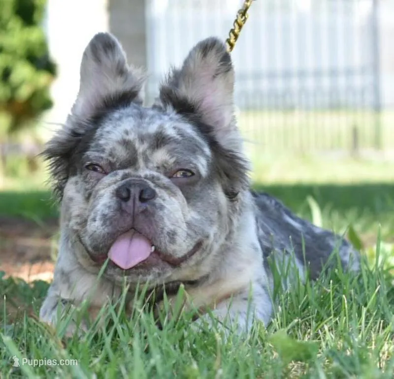 Duece fluffy lilac tan – French Bulldog puppy for sale in Dayton, OH