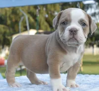 Luna bully hybrid , a female English Bulldog and Olde English Bulldogge for sale in Dayton, OH – 2 of 10
