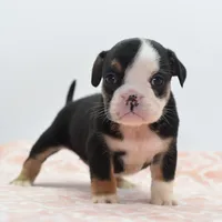 Princess tiny Bulldog hybrid , a female English Bulldog and Olde English Bulldogge for sale in Dayton, OH – 4 of 10