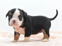 Princess tiny Bulldog hybrid , a female English Bulldog and Olde English Bulldogge for sale in Dayton, OH – 2 of 10