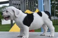 Fiona mini bulldog hybrid , a female English Bulldog and French Bulldog for sale in Dayton, OH – 5 of 8