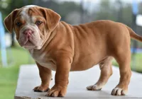 Hercules Bulldog hybrid , a male English Bulldog and Olde English Bulldogge for sale in Dayton, OH – 5 of 10