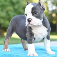 Hercules Bulldog hybrid , a male English Bulldog and French Bulldog for sale in Dayton, OH – 6 of 10