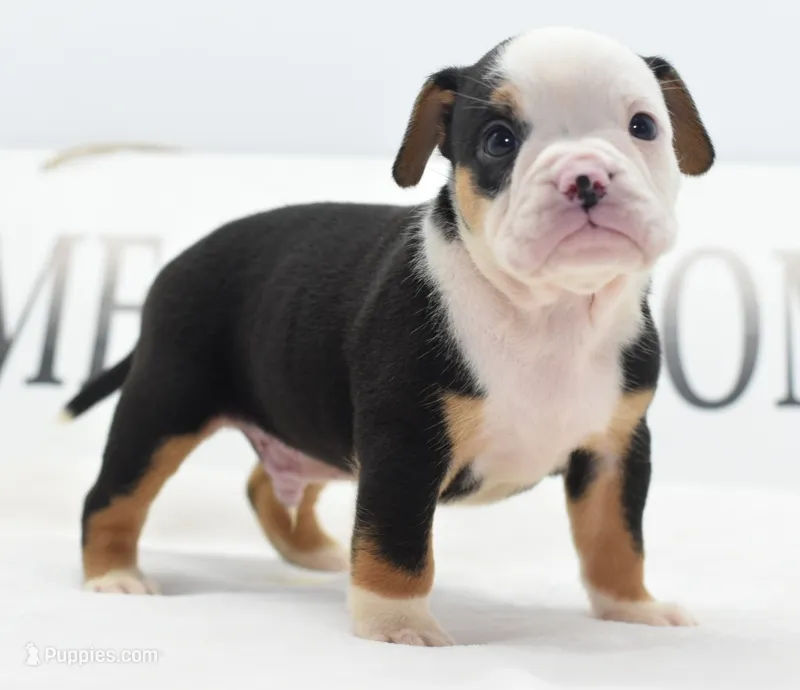Diesel tri-color Bulldog hybrid  – English Bulldog, Olde English Bulldogge puppy for sale in Dayton, OH