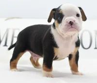 Diesel tri-color Bulldog hybrid , a male English Bulldog and Olde English Bulldogge for sale in Dayton, OH – 6 of 10