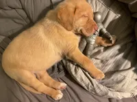 Copper, a male Labrador Retriever for sale in Fort Collins, CO – Photo 4 of 4