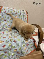 Copper, a male Labrador Retriever for sale in Fort Collins, CO – Photo 2 of 4