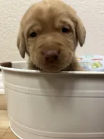 Copper, a male Labrador Retriever for sale in Fort Collins, CO – Photo 1 of 4