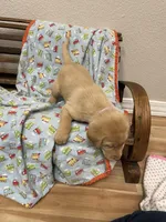 Copper, a male Labrador Retriever for sale in Fort Collins, CO – Photo 3 of 4