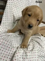 Rosa, a female Labrador Retriever for sale in Fort Collins, CO – Photo 3 of 3