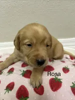 Rosa, a female Labrador Retriever for sale in Fort Collins, CO – Photo 2 of 3