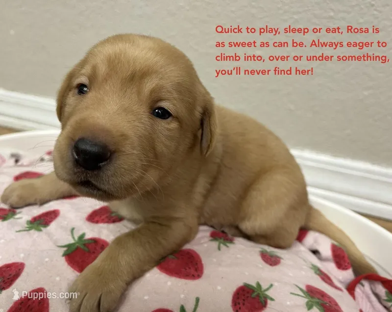 Rosa – Labrador Retriever puppy for sale in Fort Collins, CO